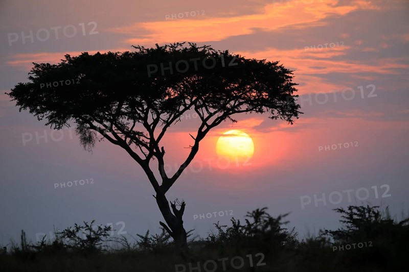 Sunrise behind umbrella acacia