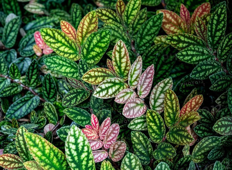 Green and purple patterned leaves
