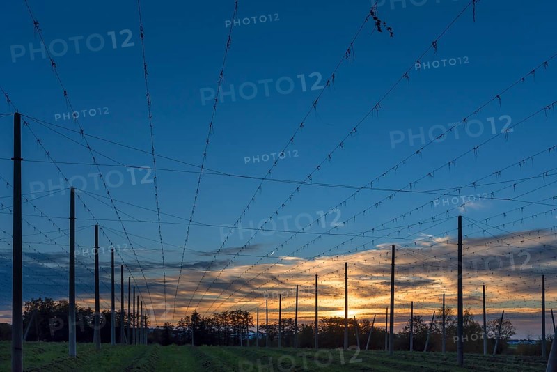 Sunset over harvested hop garden