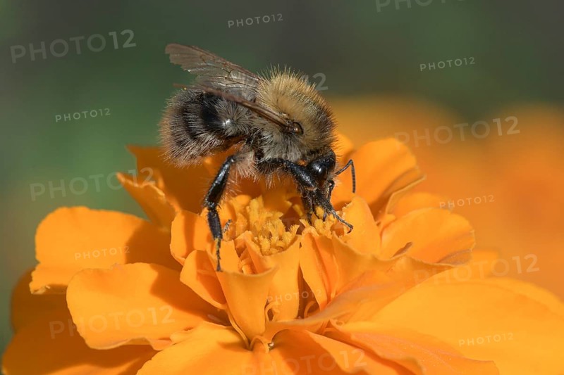 Common Carder-bee