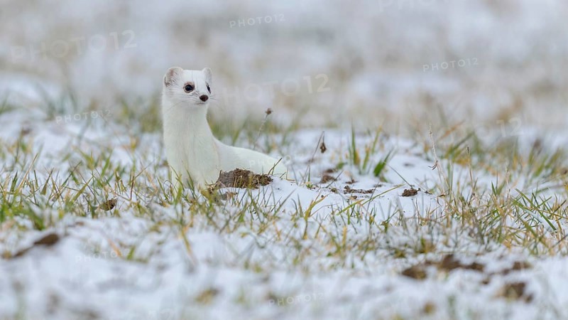 Stoat
