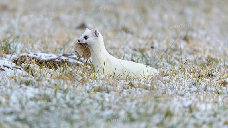 Stoat