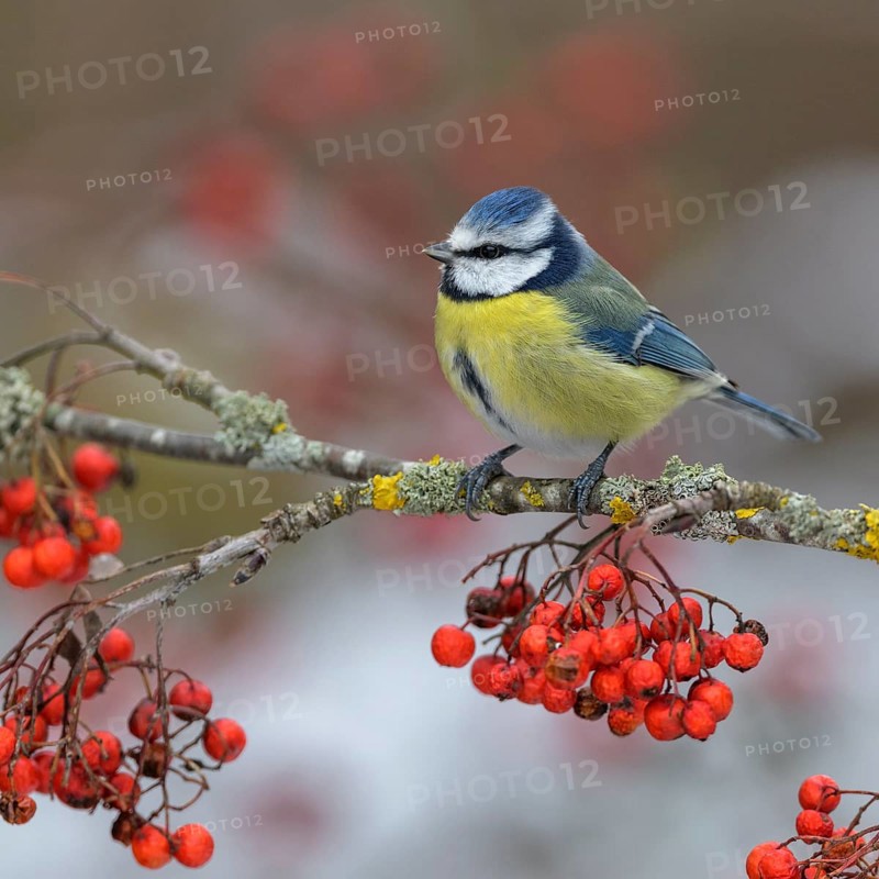 Blue tit