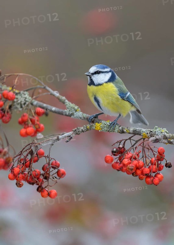 Blue tit