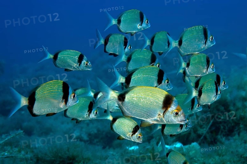 Shoal of two-banded seabream