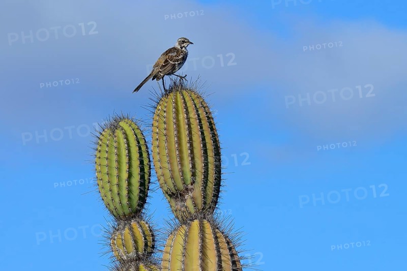 Galapagos mockingbird