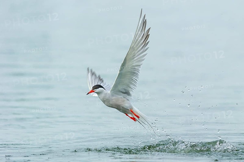 Common tern