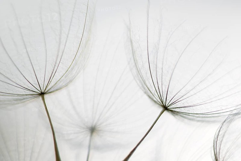 Filigree fruit stalks of a composite