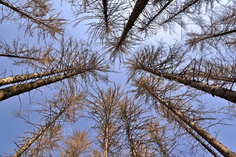 Spruce