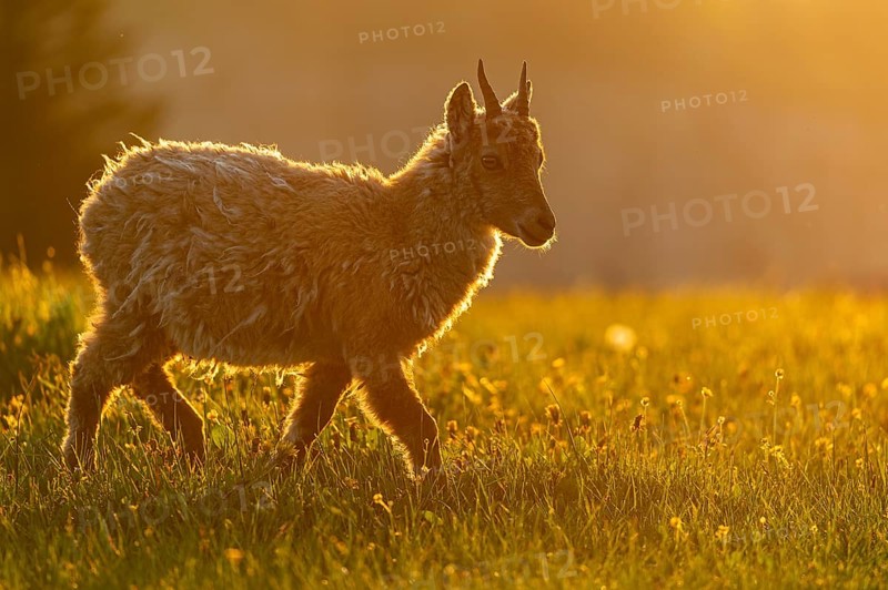 Alpine Ibex