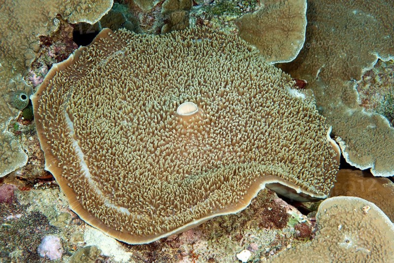 Giant Cup Mushroom