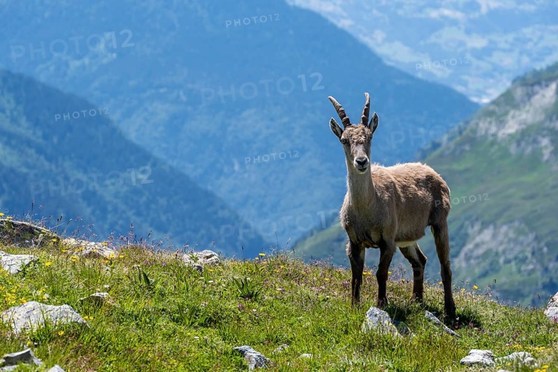 Alpine Ibex