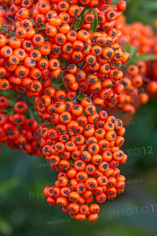Fruits of the scarlet firethorn