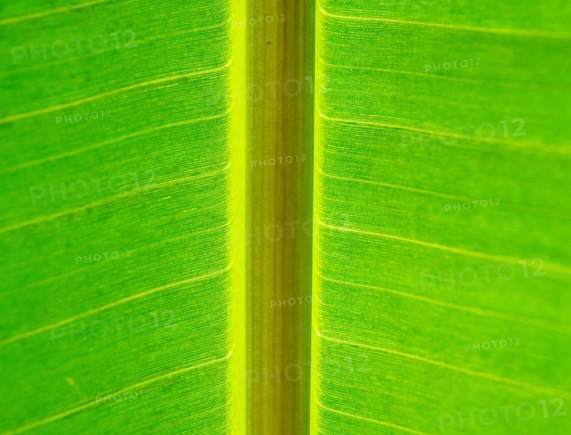 Leaf with thick leaf vein in backlight