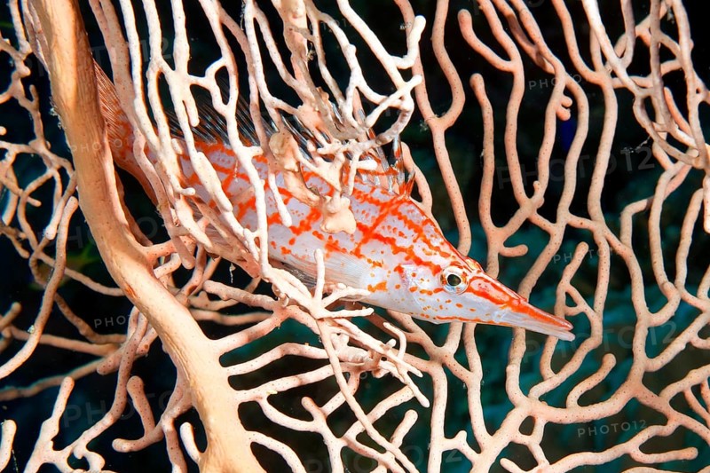 Longnose hawkfish