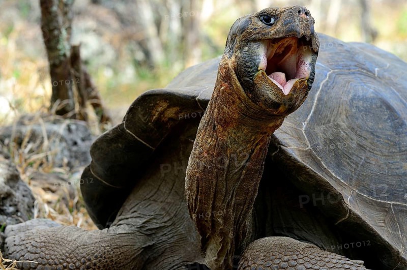 Galapagos giant tortoise