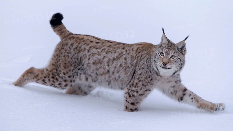 Eurasian lynx