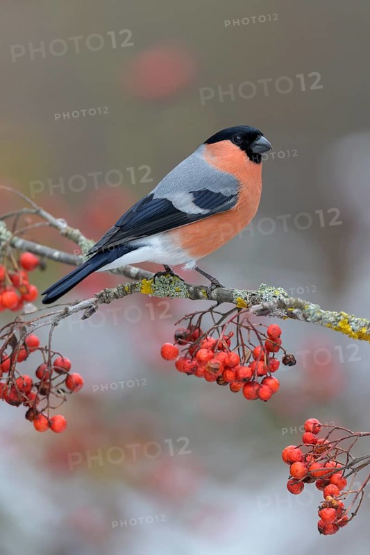 Eurasian bullfinch