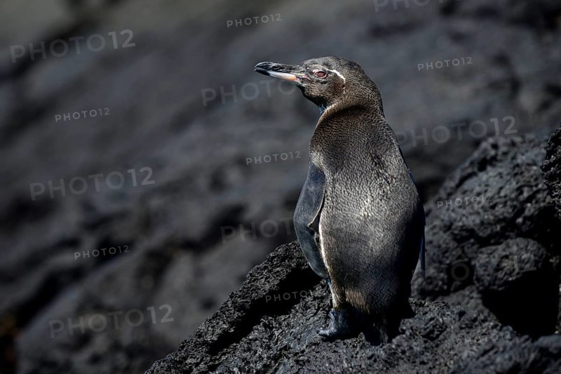 Galapagos Penguin