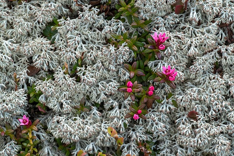 Star reindeer lichen