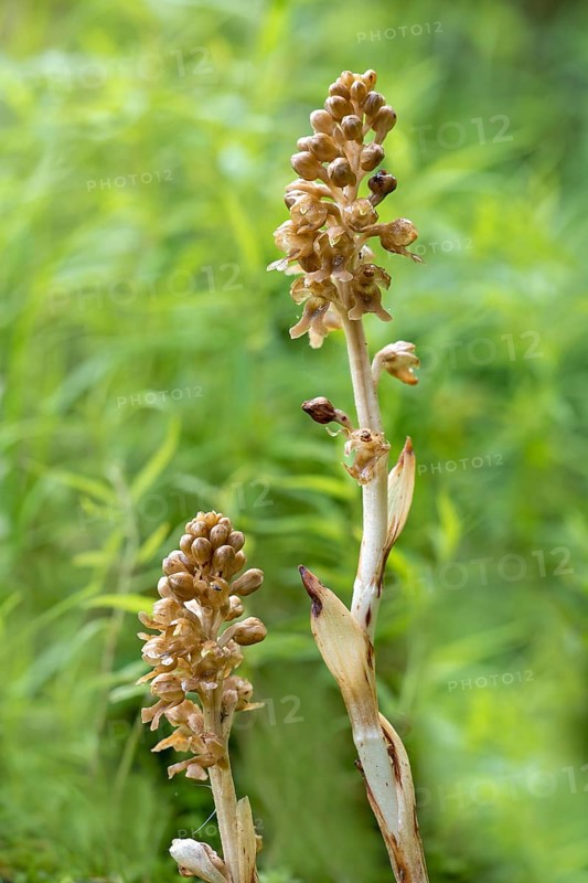 Bird's-nest orchid