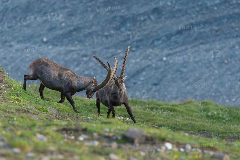 Fighting alpine ibex
