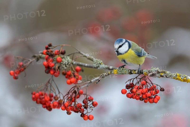 Blue tit