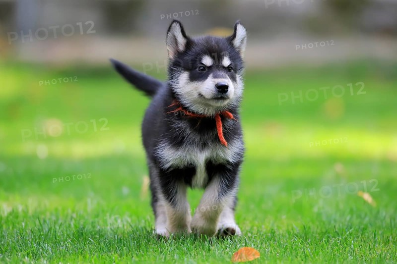 Alaskan Malamute puppy running across the meadow