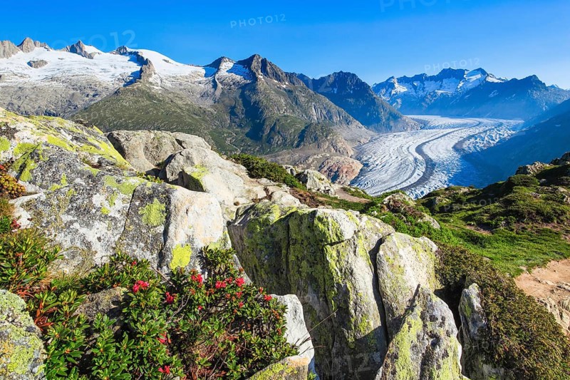 Wannenhoerner and Aletsch glacier with alpine roses