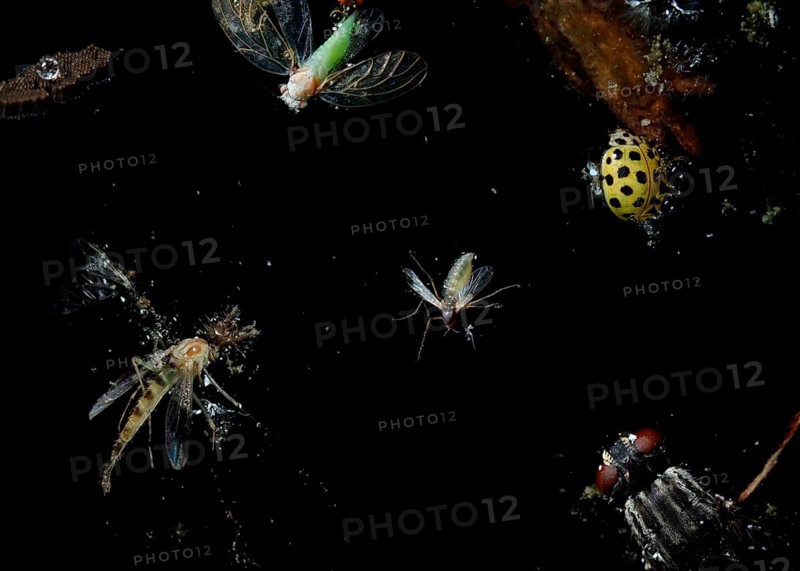 Insect mortality