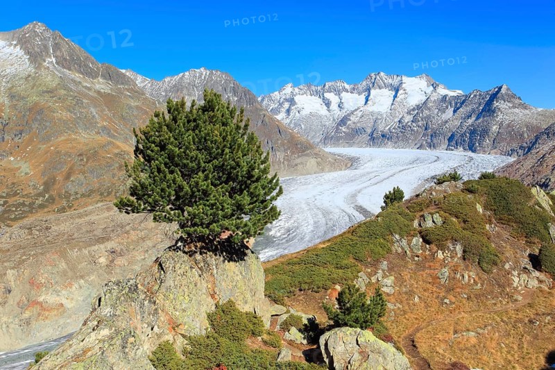 Great Aletsch Glacier and Wannenhorns