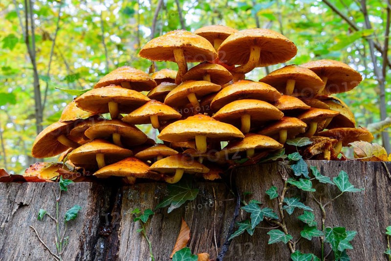 Golden Scalycap