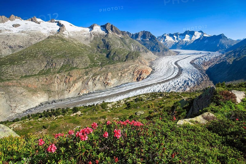Wannenhoerner and Aletsch glacier with alpine roses