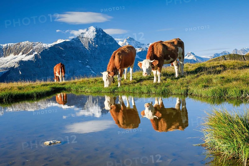 Cows in front of Eiger and Jungfrau