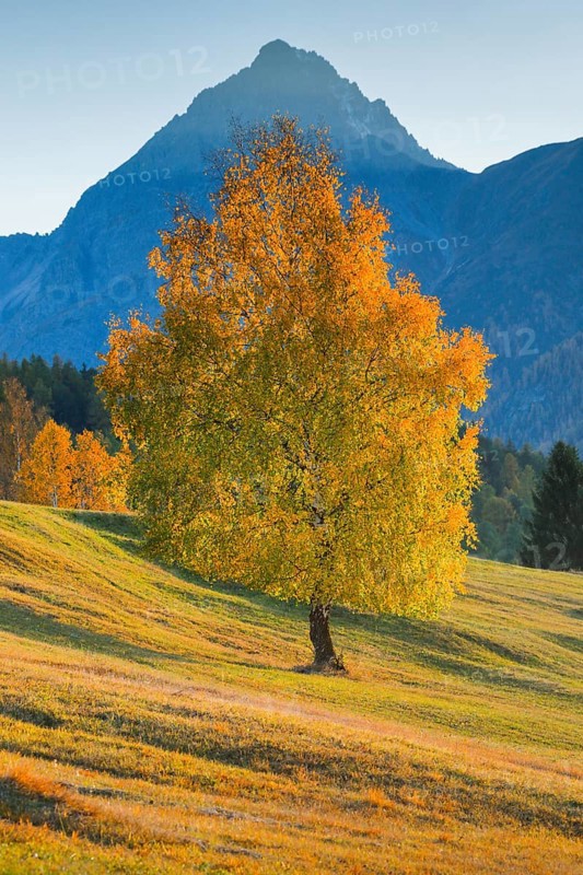 Birch in front of Piz Nair