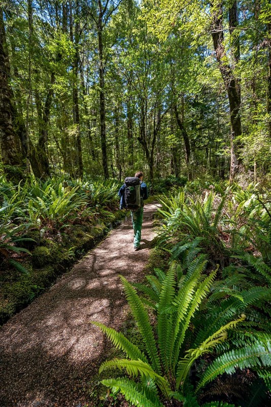 Hiker on trail through forest with ferns