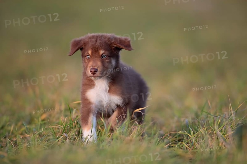 Australian Shepherd puppy running across the meadow