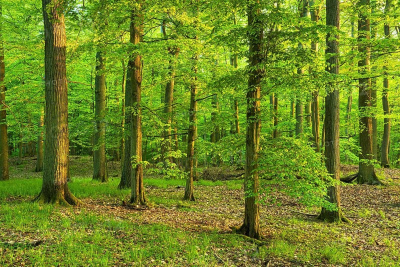 Mixed deciduous forest