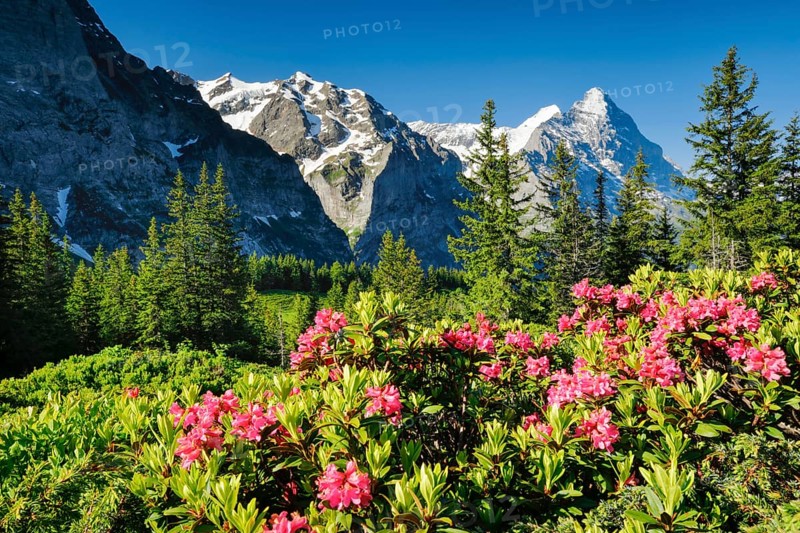 Eiger and Moench