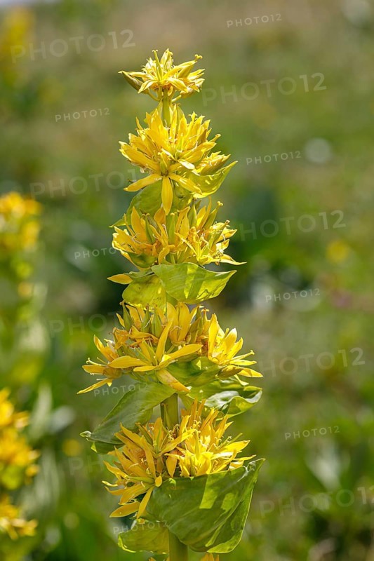 Great yellow gentian