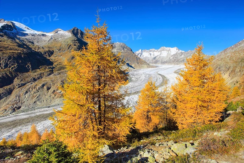Great Aletsch Glacier and Wannenhorns