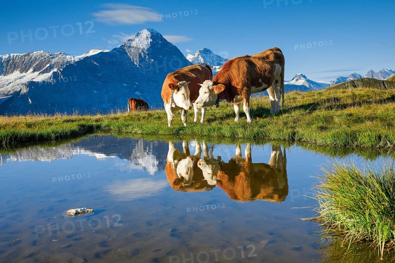 Cows in front of Eiger and Jungfrau