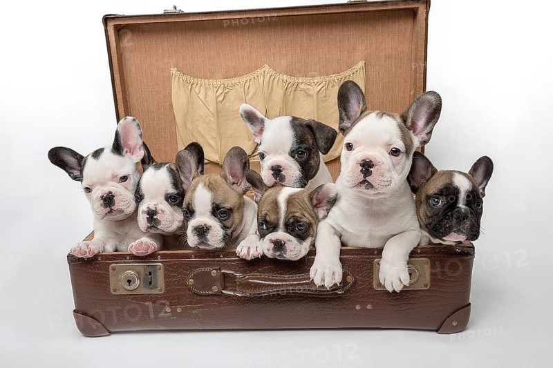 French bulldogs