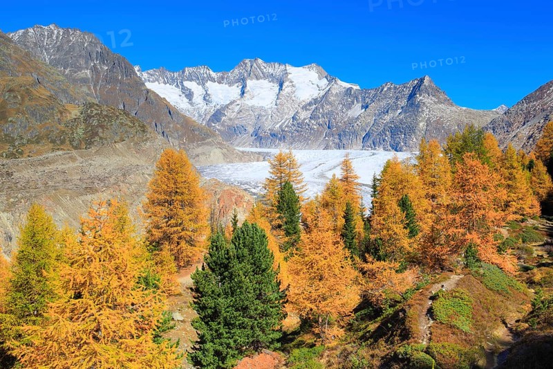 Great Aletsch Glacier and Wannenhorns