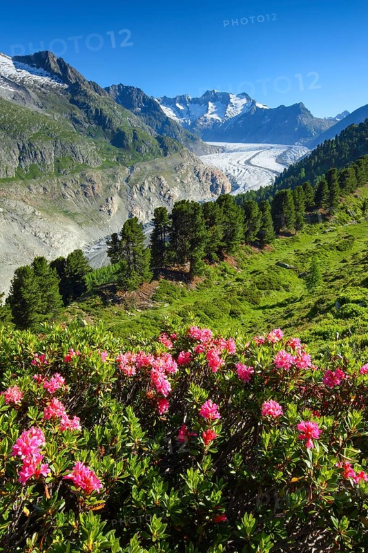Wannenhoerner and Aletsch glacier with alpine roses