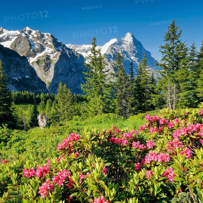 Eiger and Moench