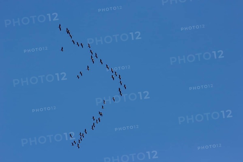 Bird migration