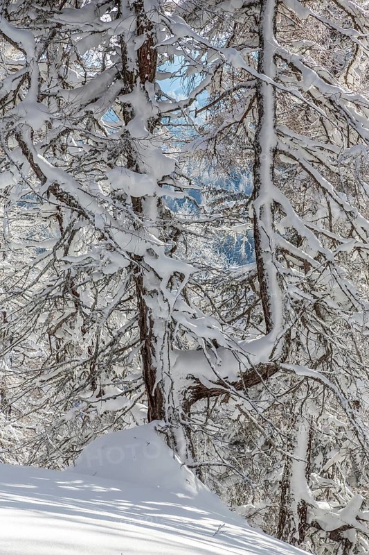 Winter landscape