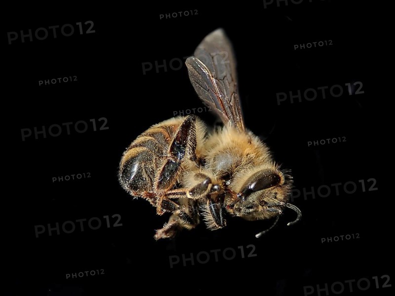 Insect mortality