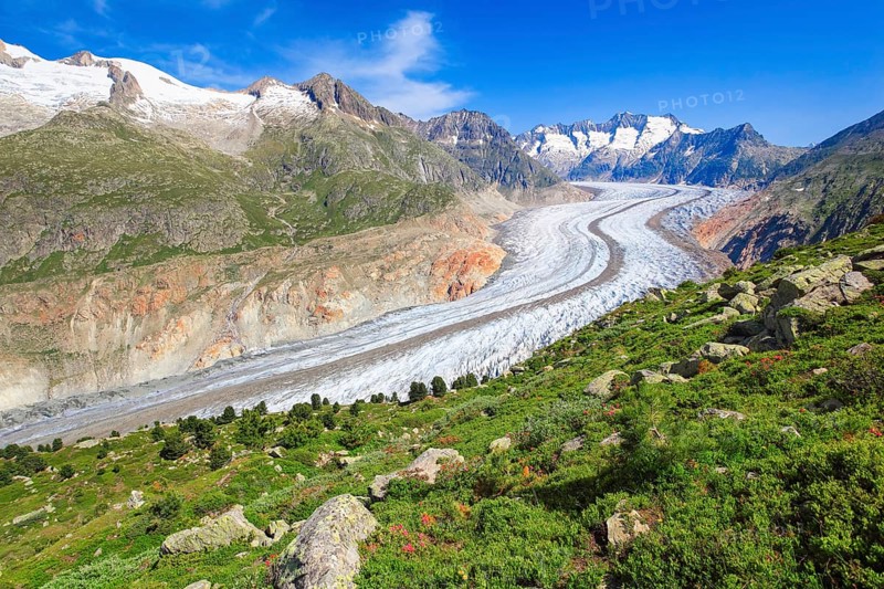 Wannenhoerner and Aletsch glacier with alpine roses